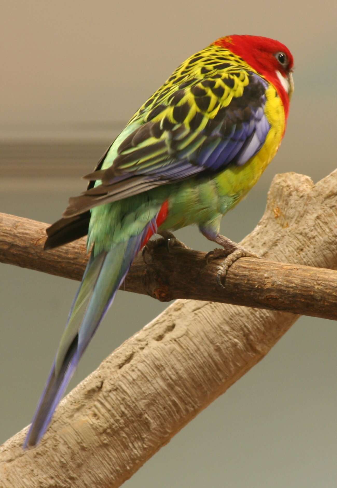 Image of Eastern Rosella