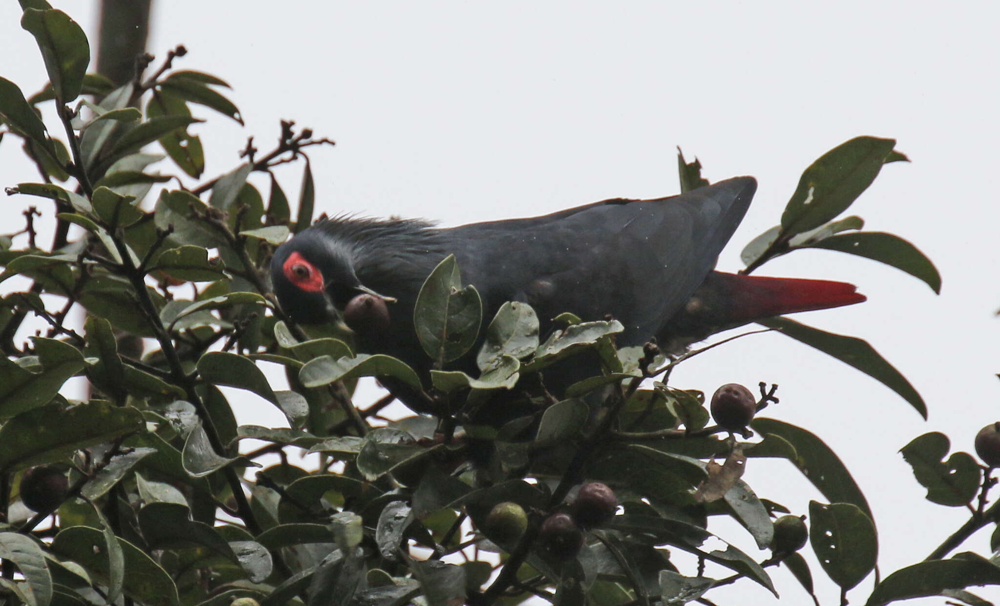 Image of blue pigeon