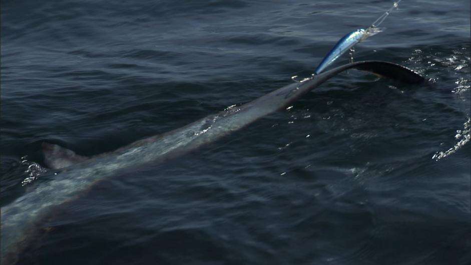 Image of thresher sharks