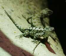 Image of Eastern Fence Lizard