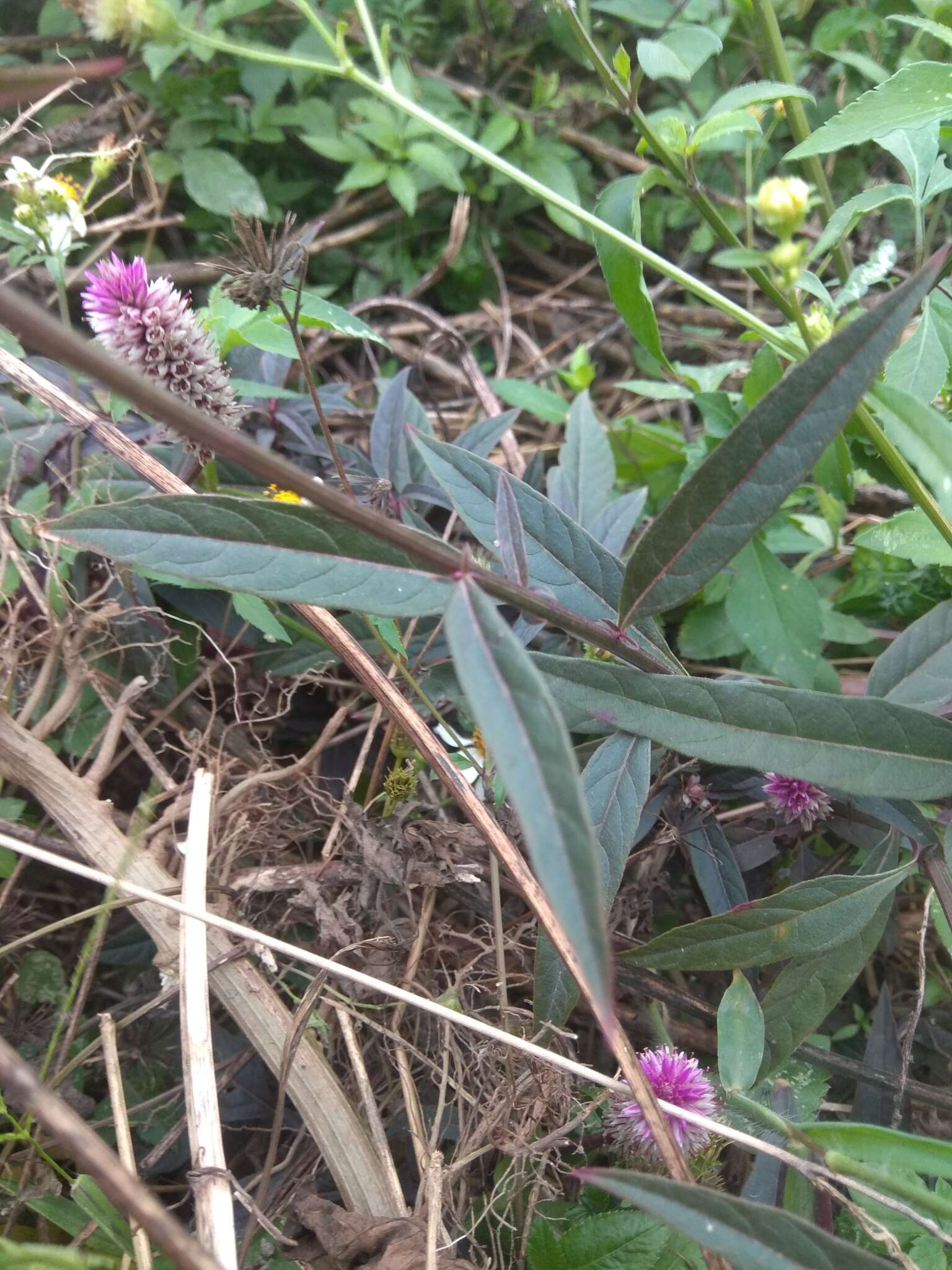 Imagem de Celosia argentea L.