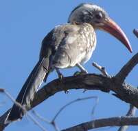 Image of Southern Red-billed Hornbill