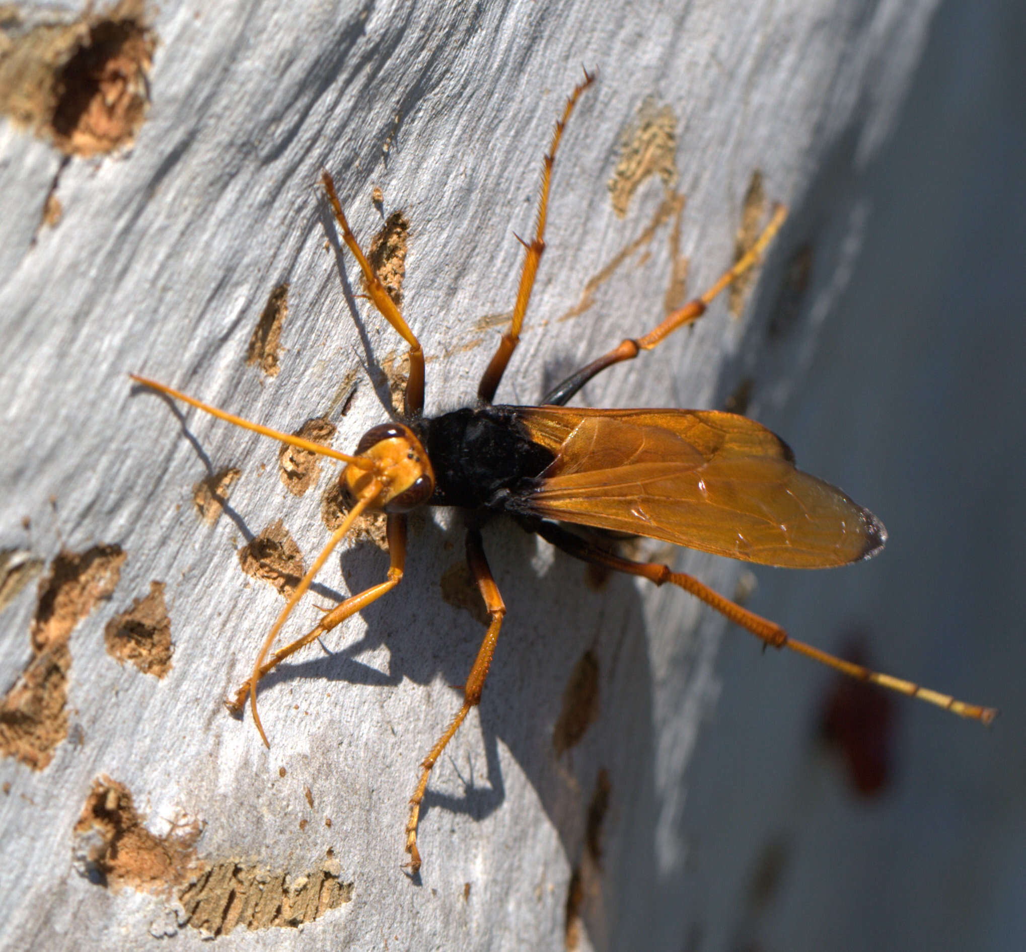 Image of Cryptocheilus octomaculatus (Rossi 1790)