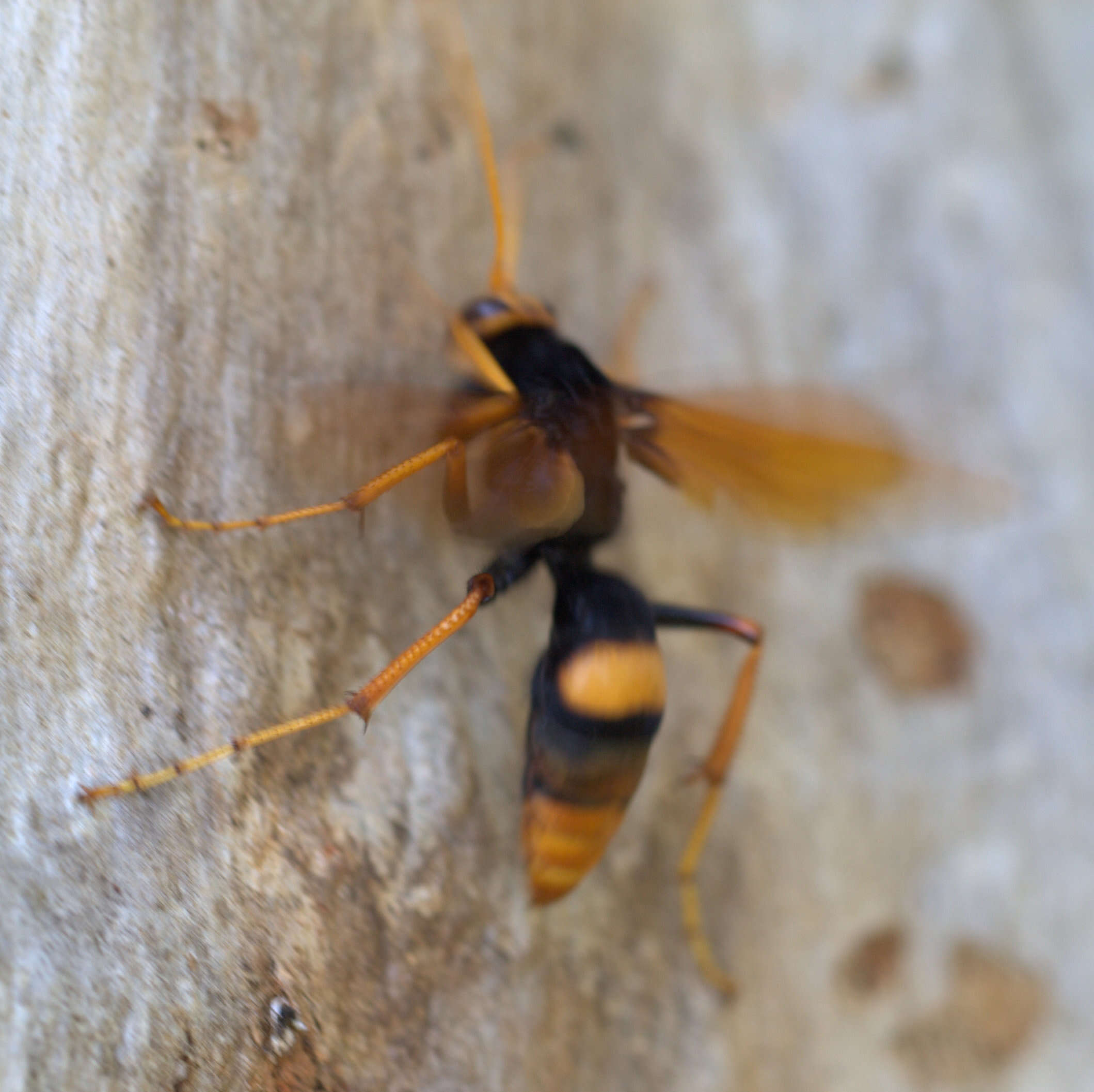 Image of Cryptocheilus octomaculatus (Rossi 1790)