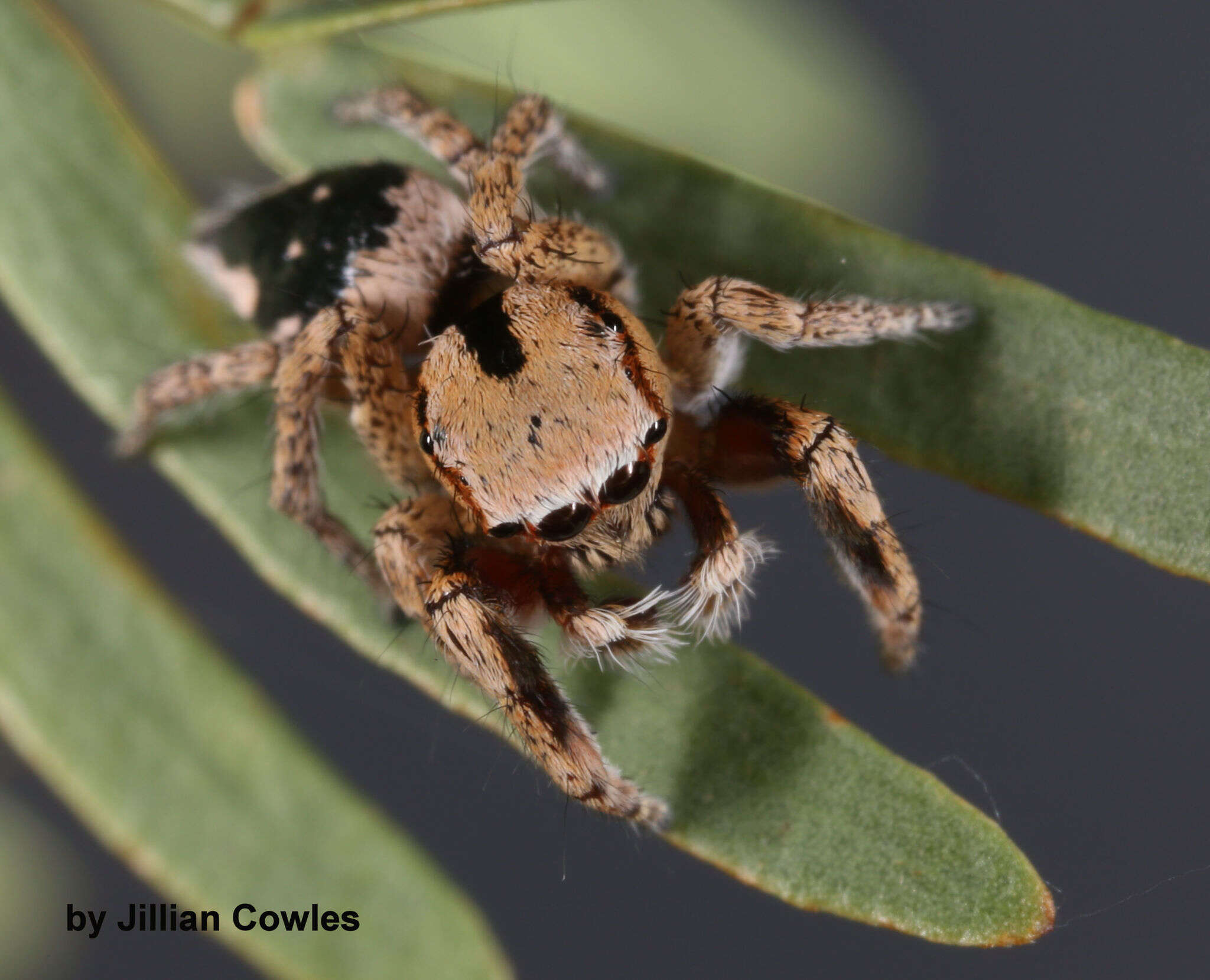 Image of Habronattus tranquillus (Peckham & Peckham 1901)