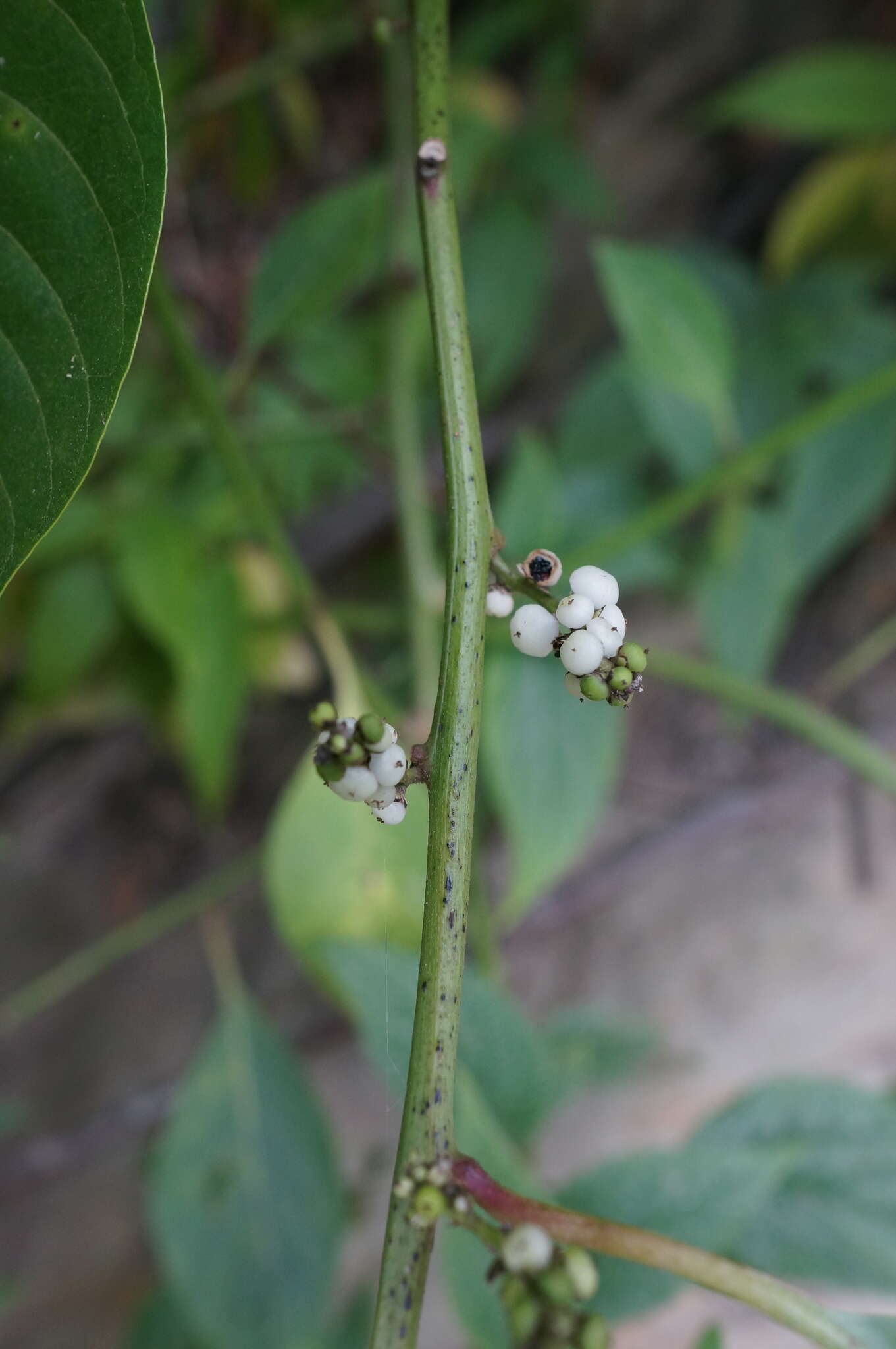 Imagem de Deeringia polysperma (Roxb.) Moq.