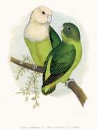 Image of Agapornis Selby 1836