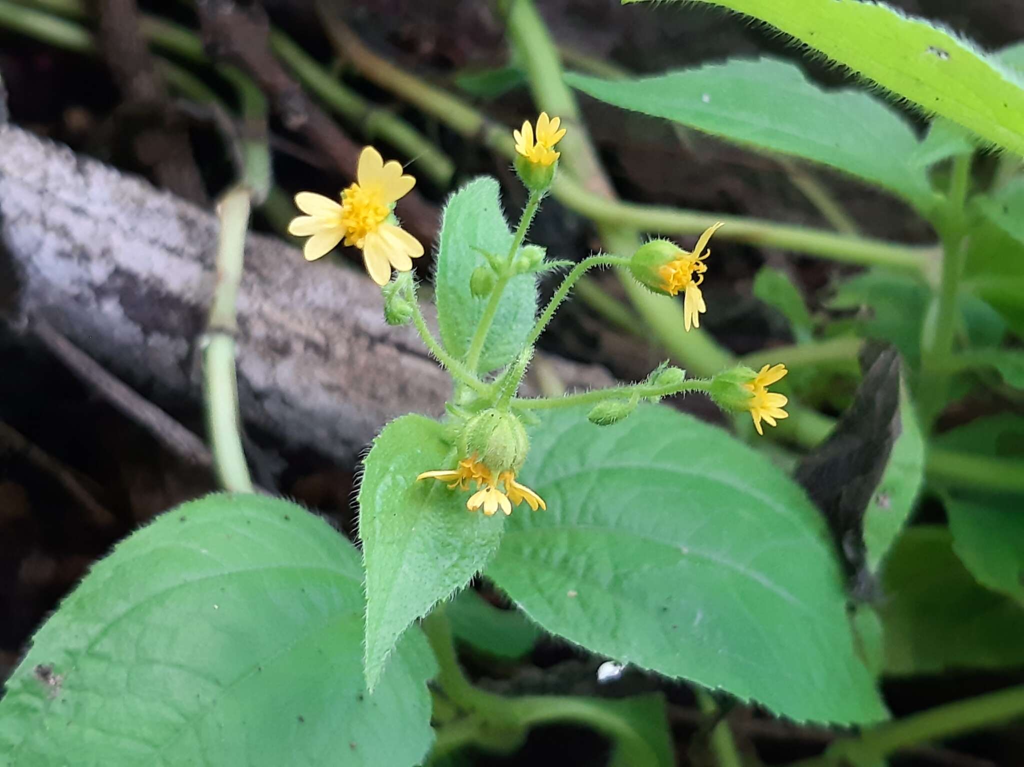 Image of Trigonospermum annuum Mc Vaugh & Laskowski