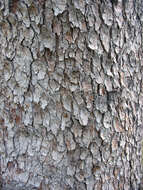 Imagem de Acer pseudoplatanus L.