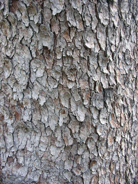 Imagem de Acer pseudoplatanus L.