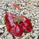 Image of Solomon Islands Leaf Frog