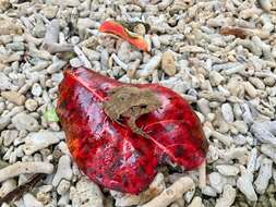 Image of Solomon Islands Leaf Frog