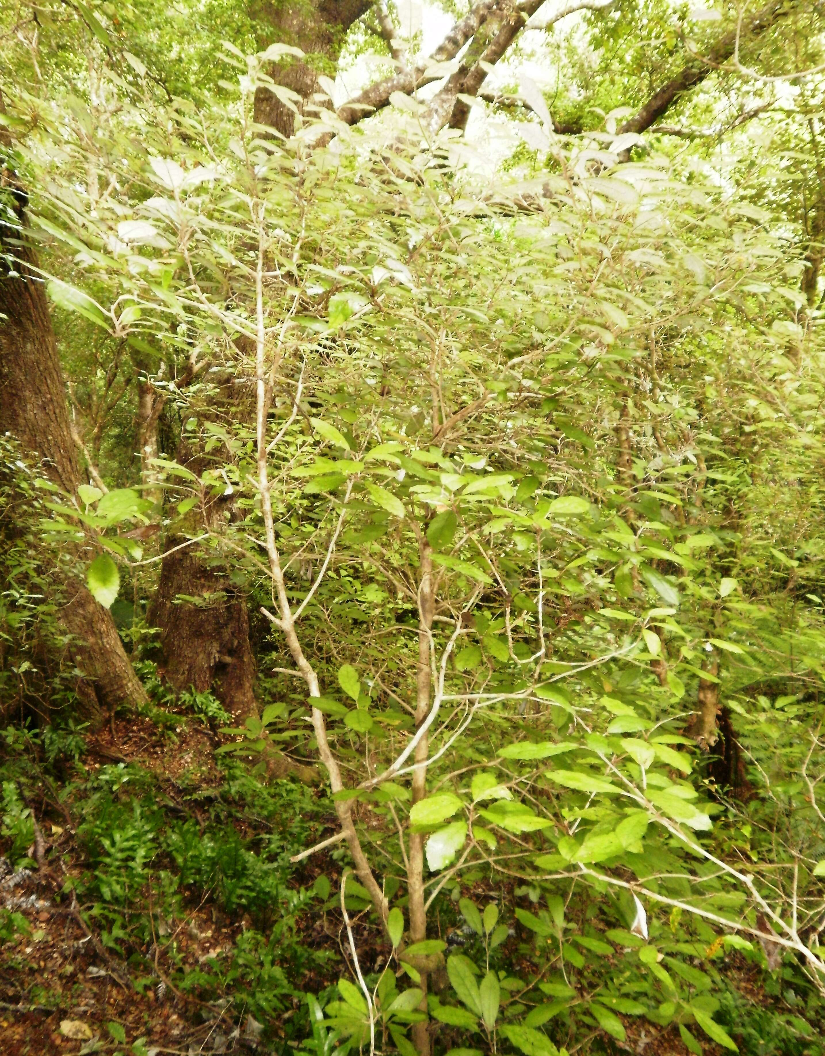 Image of Olearia rani (A. Cunn.) Druce