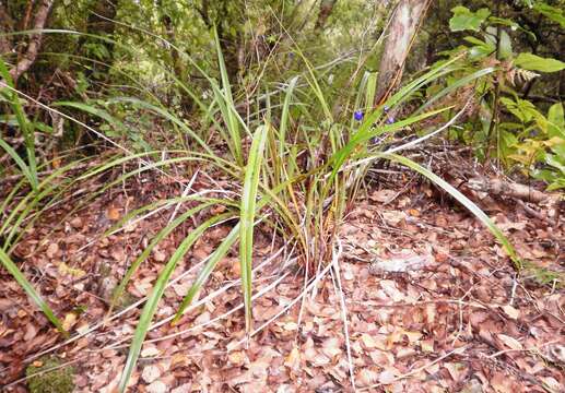 Image of Dianella nigra Colenso