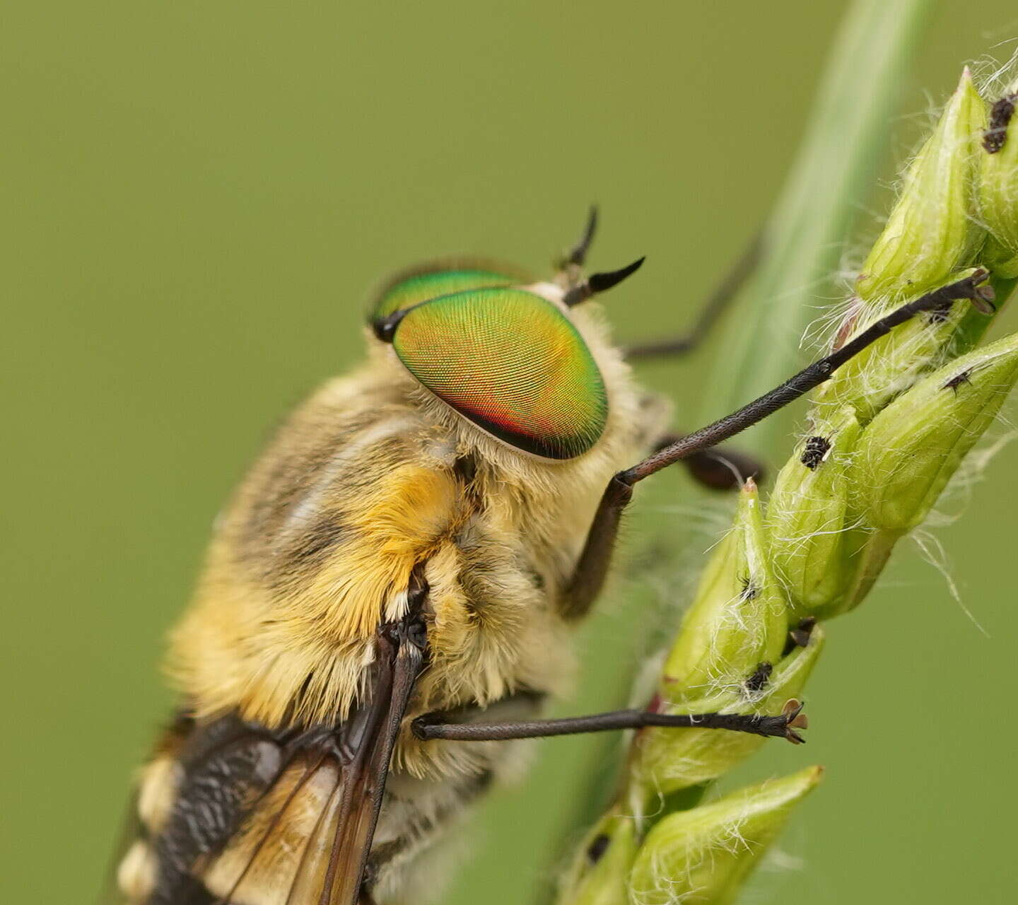 Sivun Scaptia patula (Walker 1848) kuva