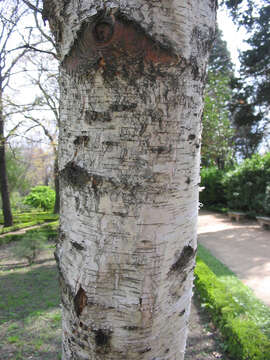 Image of Common Birch
