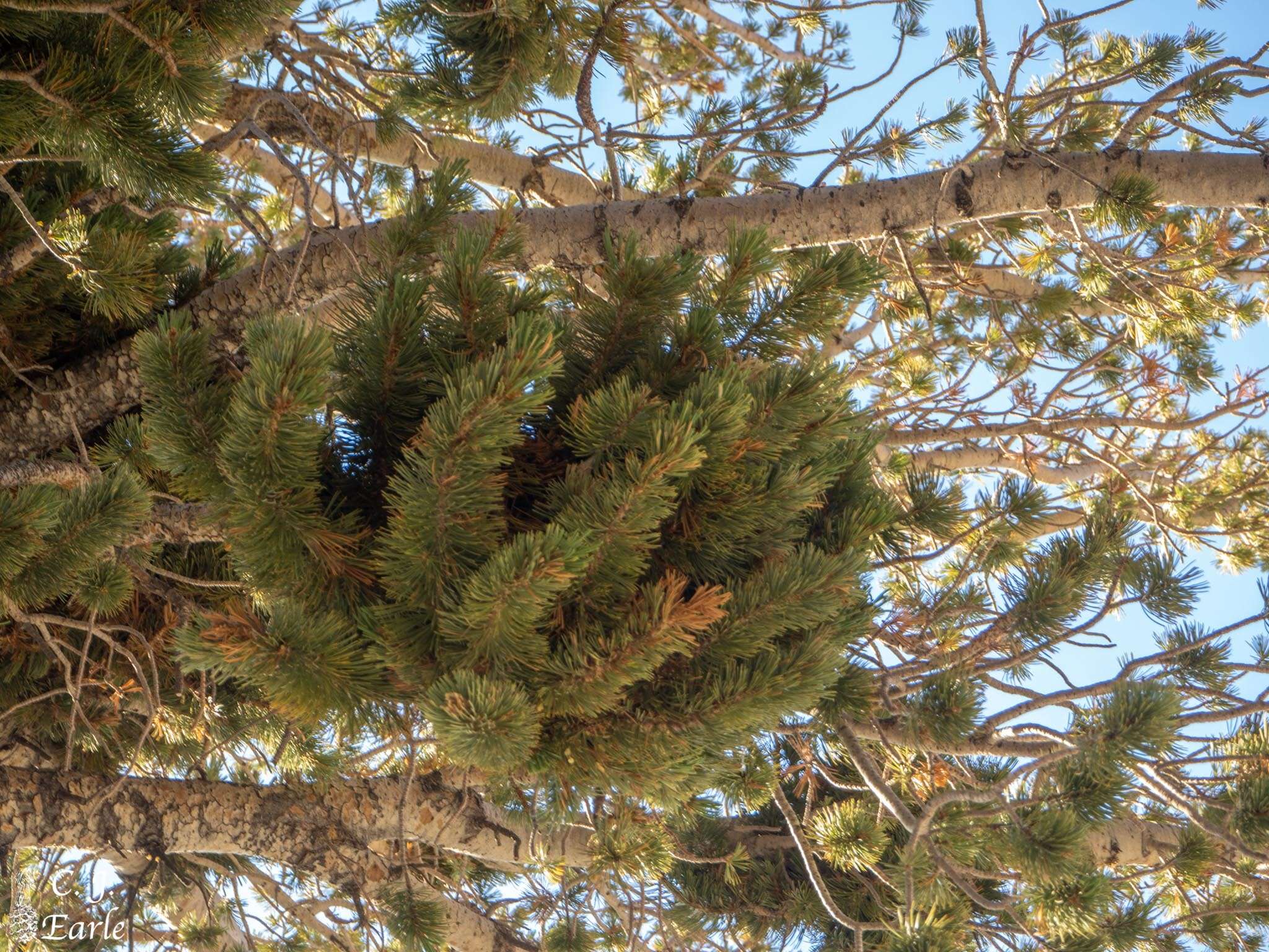 Image of limber pine dwarf mistletoe