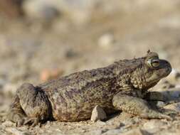 Image of Common Toad