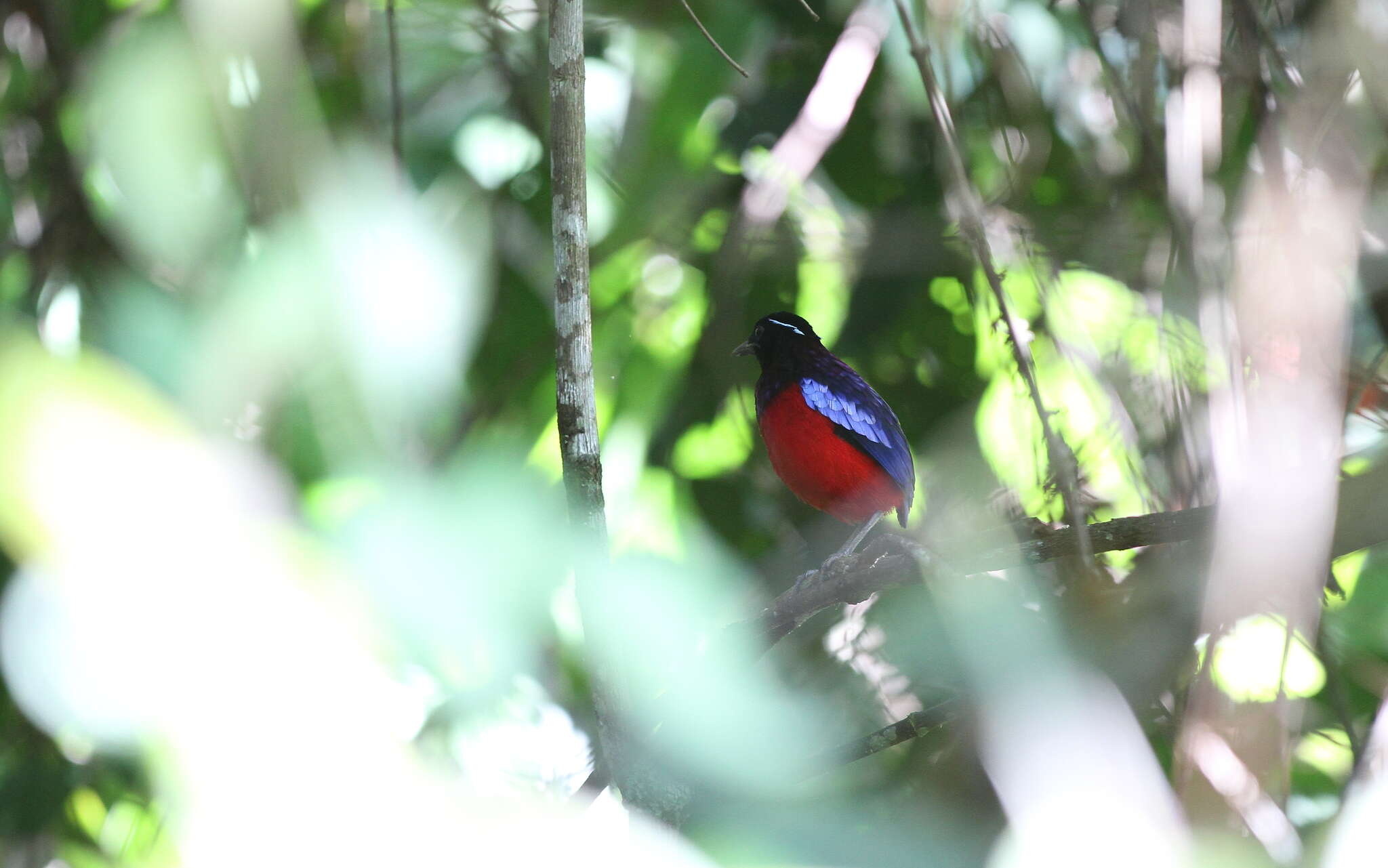 Image of Black-crowned Pitta