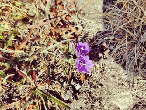 Image of Campanula orbelica Pancic