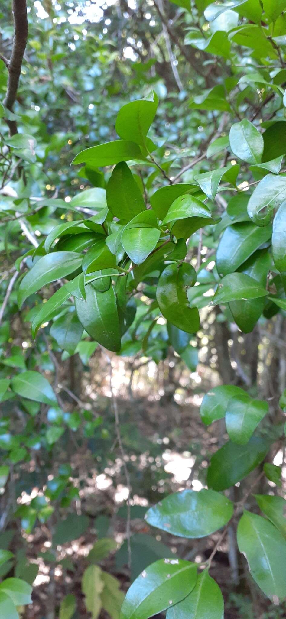 Image of Gossia fragrantissima (F. Müll. ex Benth.) N. Snow & Guymer