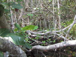 Image of Ficus trichopoda Bak.