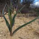 Image of Ornithoglossum viride (L. fil.) Dryand. ex W. T. Aiton