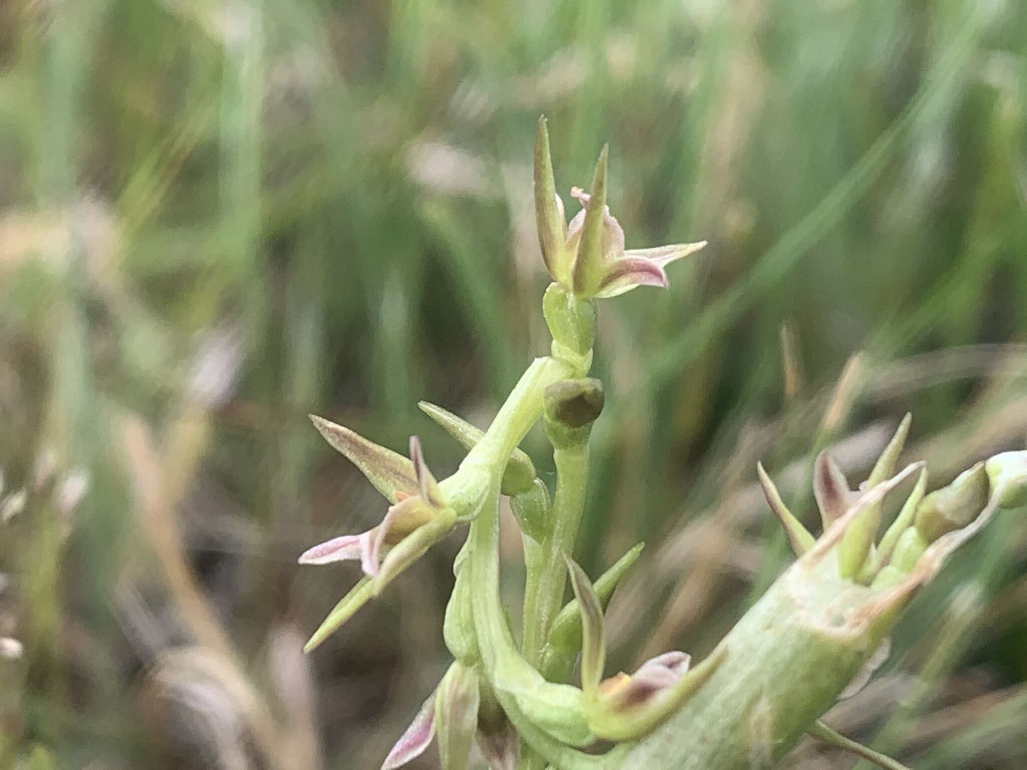 Image of Prasophyllum taphanyx D. L. Jones