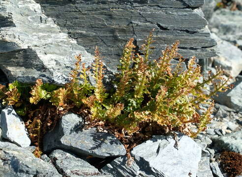 Image of Polystichum cystostegia (Hook.) Armstr.