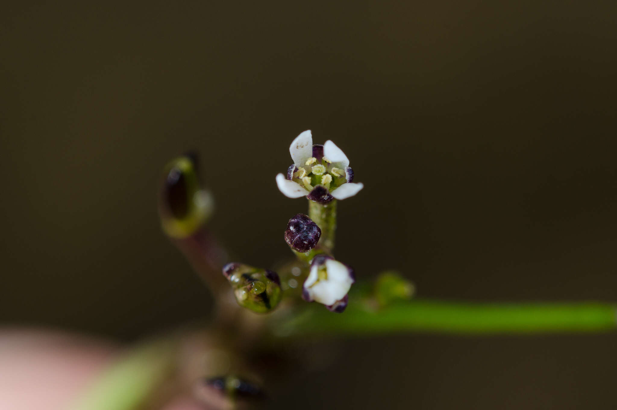 Image de Subularia monticola A. Braun ex Schweinf.