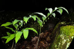 Polygonatum pubescens (Willd.) Pursh resmi