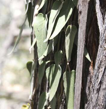 Image of Parsonsia velutina R. Br.