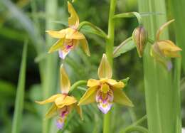 Epipactis thunbergii A. Gray resmi