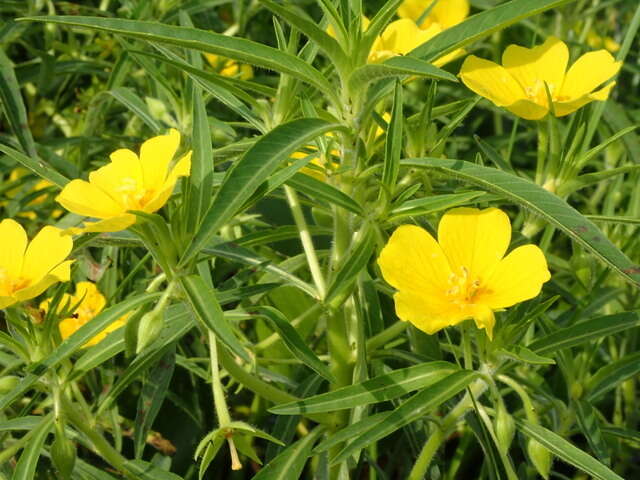 صورة Ludwigia grandiflora var. hexapetala (Hook. & Arn.) D. B. Ward