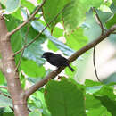 Image of St Lucia Black Finch