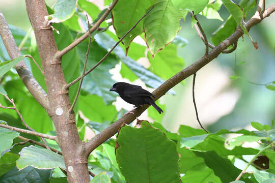 Image of St Lucia Black Finch