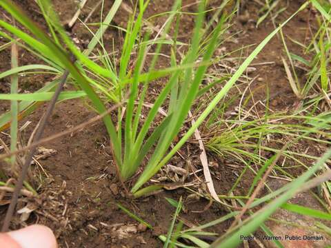 Imagem de Aristea abyssinica Pax