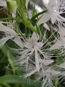 Habenaria trichosantha Lindl.的圖片