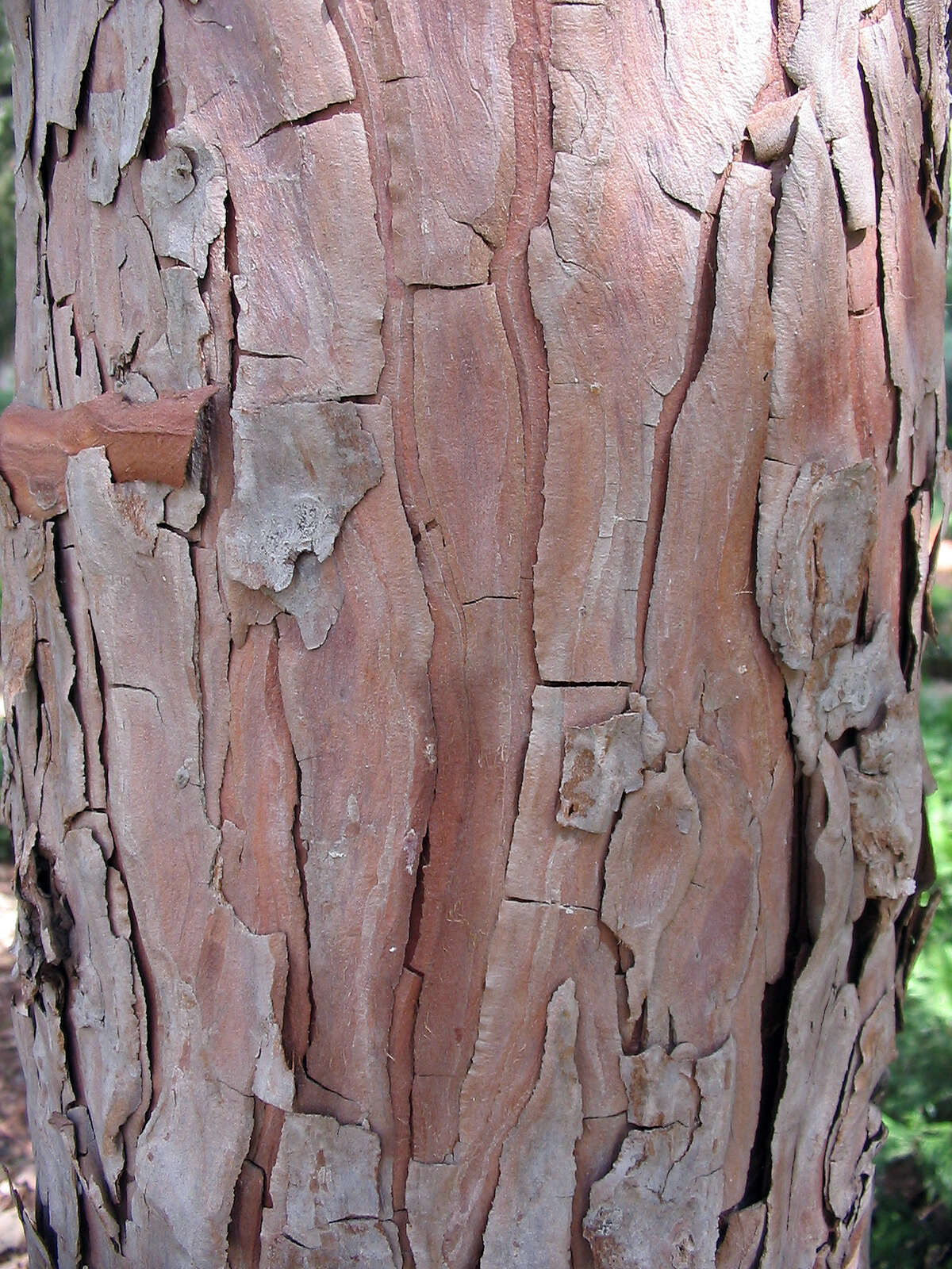 Image of Incense-cedar