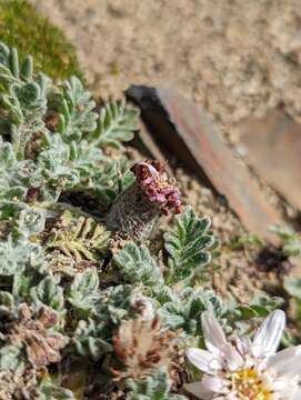 Leucheria leontopodioides (Kuntze) K. Schum. resmi