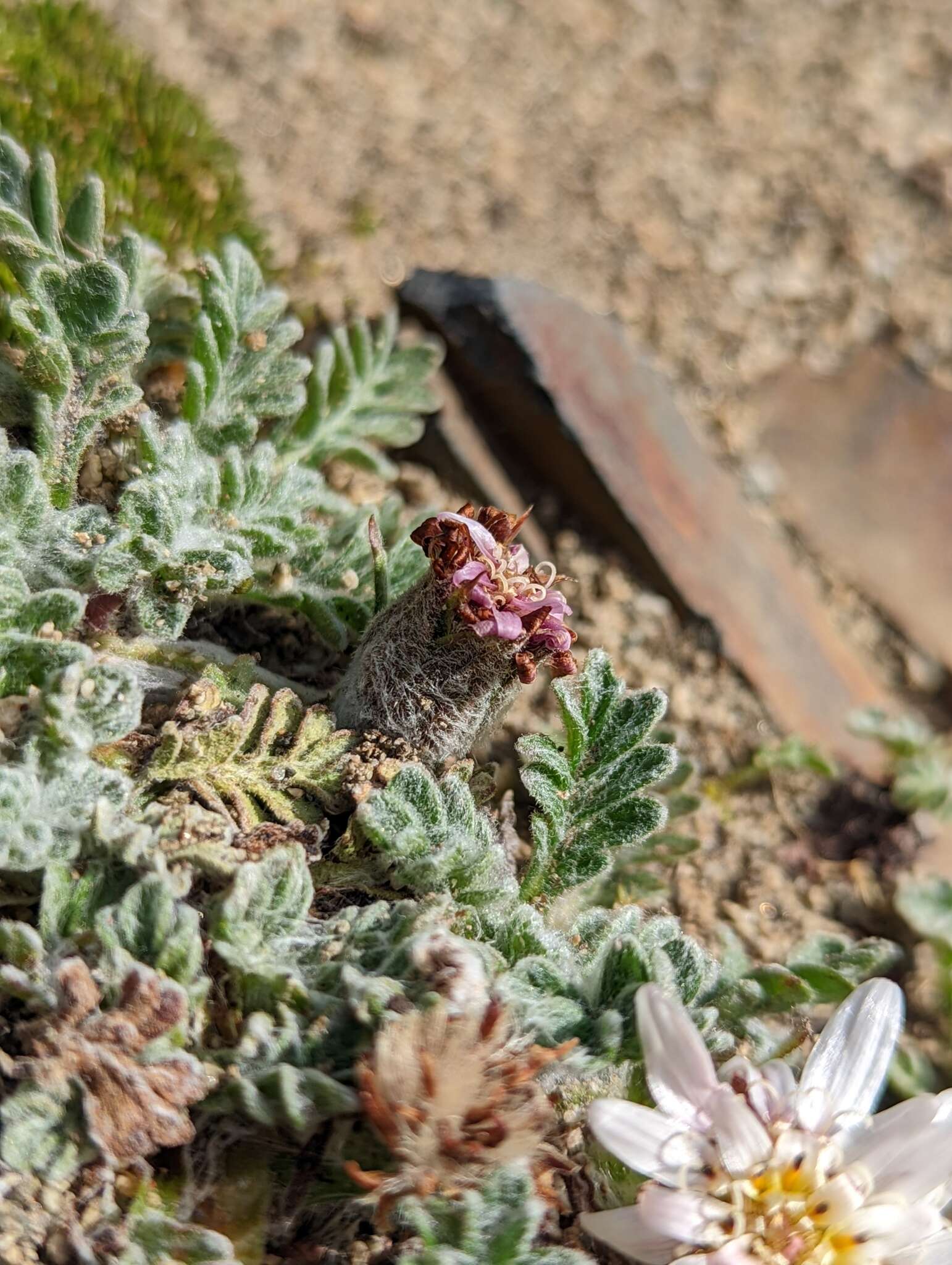 Image of Leucheria leontopodioides (Kuntze) K. Schum.