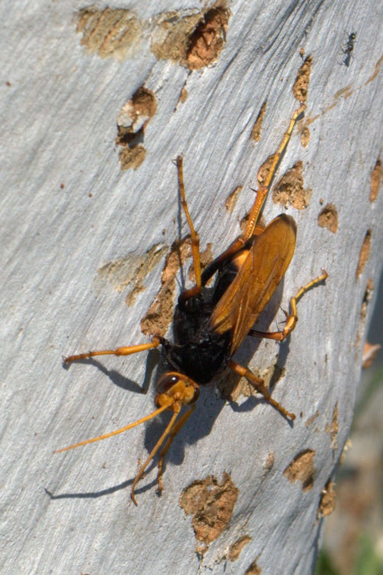 Image of Cryptocheilus octomaculatus (Rossi 1790)