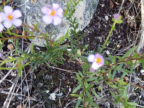 Image de Sutera aethiopica (L.) Kuntze