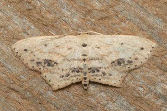 Image of Frosted Tan Wave Moth