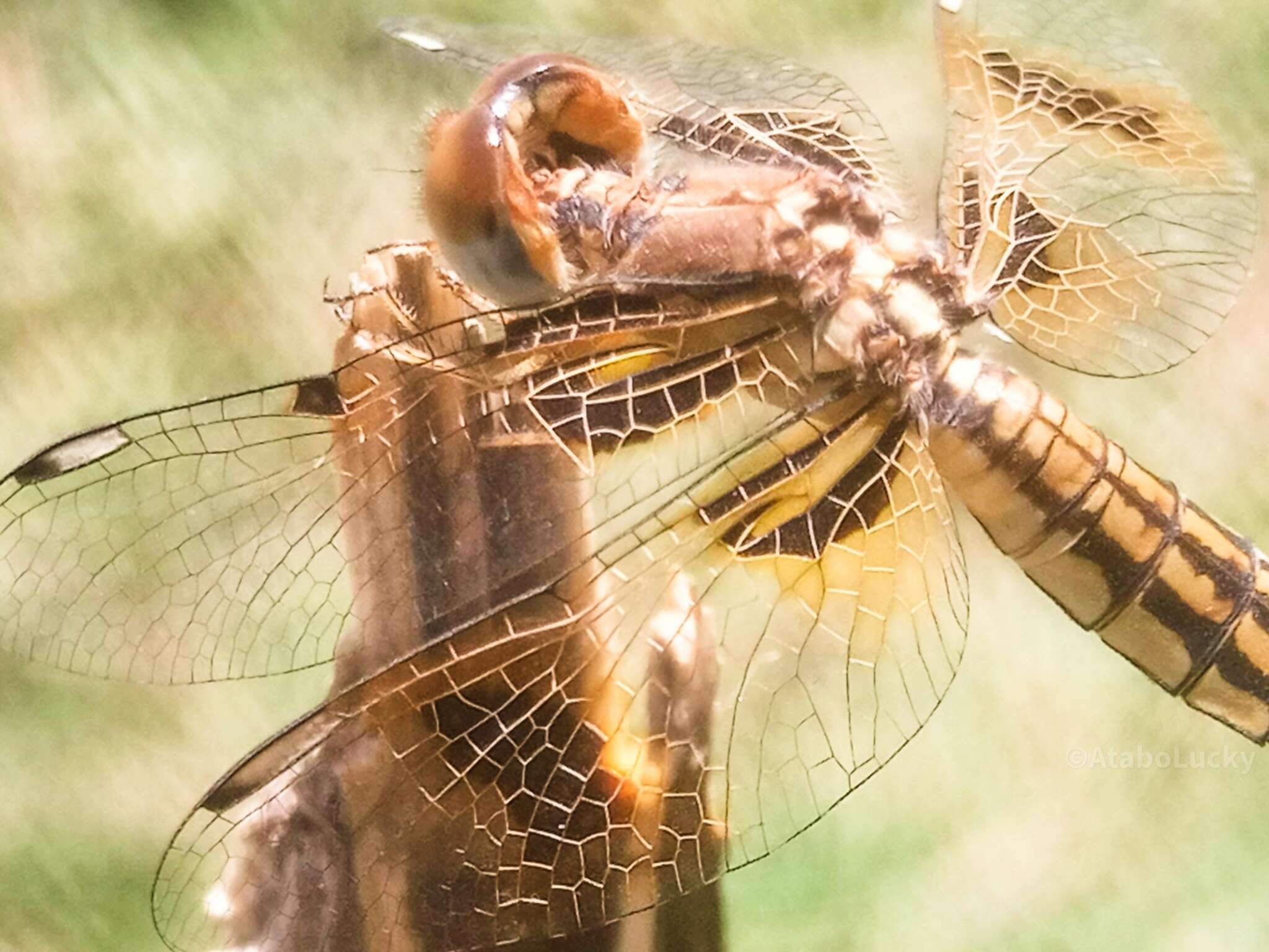 Image de Palpopleura jucunda Rambur 1842