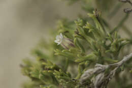 Image of sand fiddleleaf