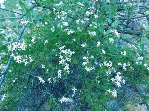 Image of Stenotis brevipes (Rose) Terrell