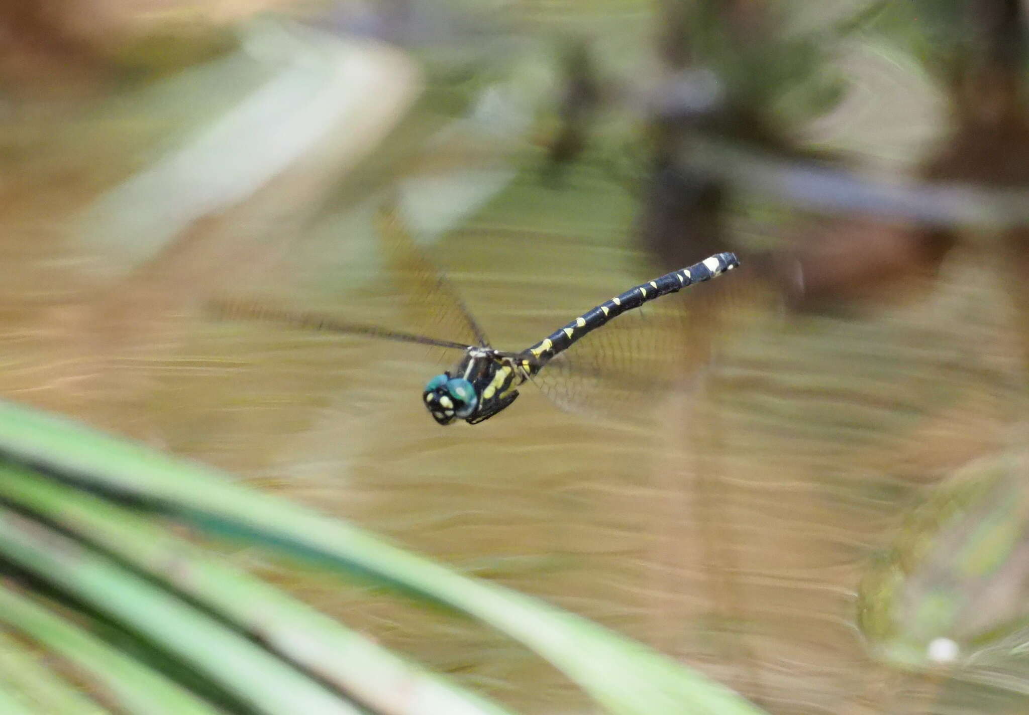 Слика од Eusynthemis deniseae Theischinger 1977