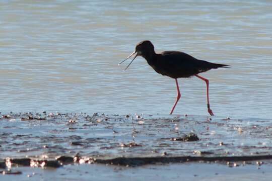 Image of Black Stilt