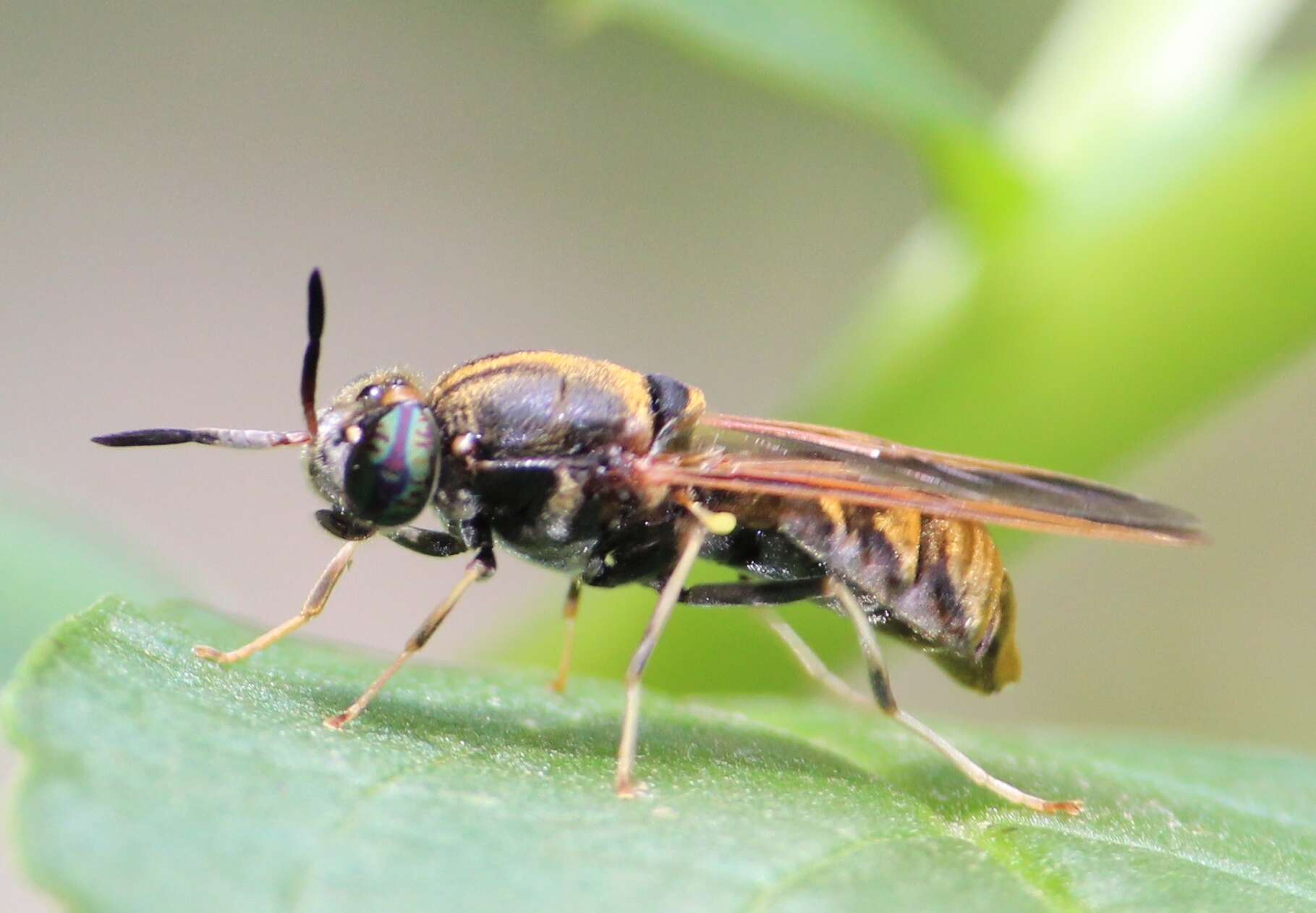 Image of Hermetia aurata Bellardi 1859